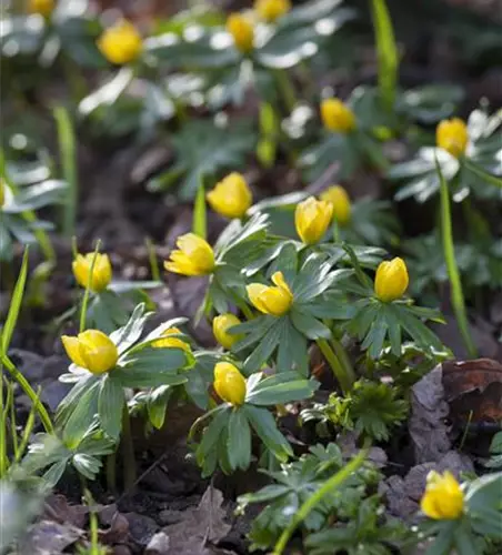 Eranthis hyemalis