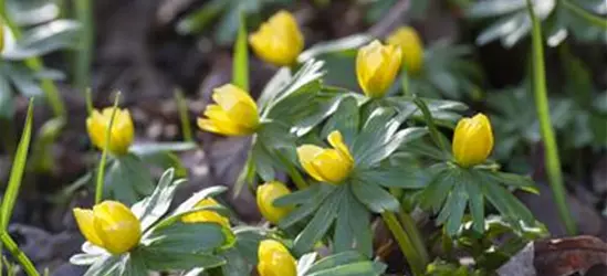 Eranthis hyemalis