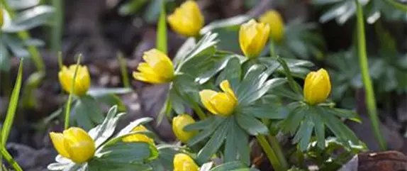 Zwiebelblumen im Balkonkasten und im Beet – ein Farbenspiel!