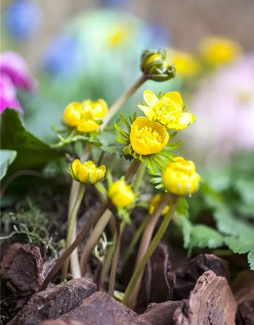 Eranthis hyemalis