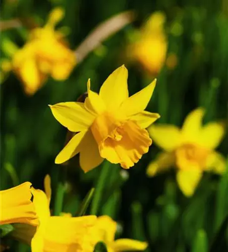 Narcissus cyclamineus 'Tête à Tête'