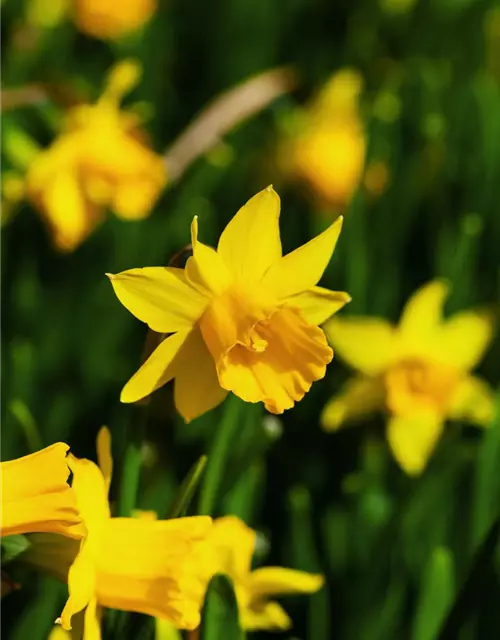 Narcissus cyclamineus 'Tête à Tête'