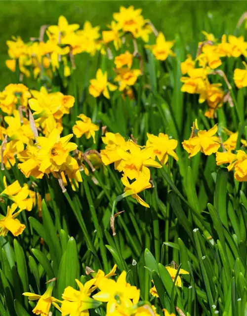 Narcissus cyclamineus 'Tête à Tête'