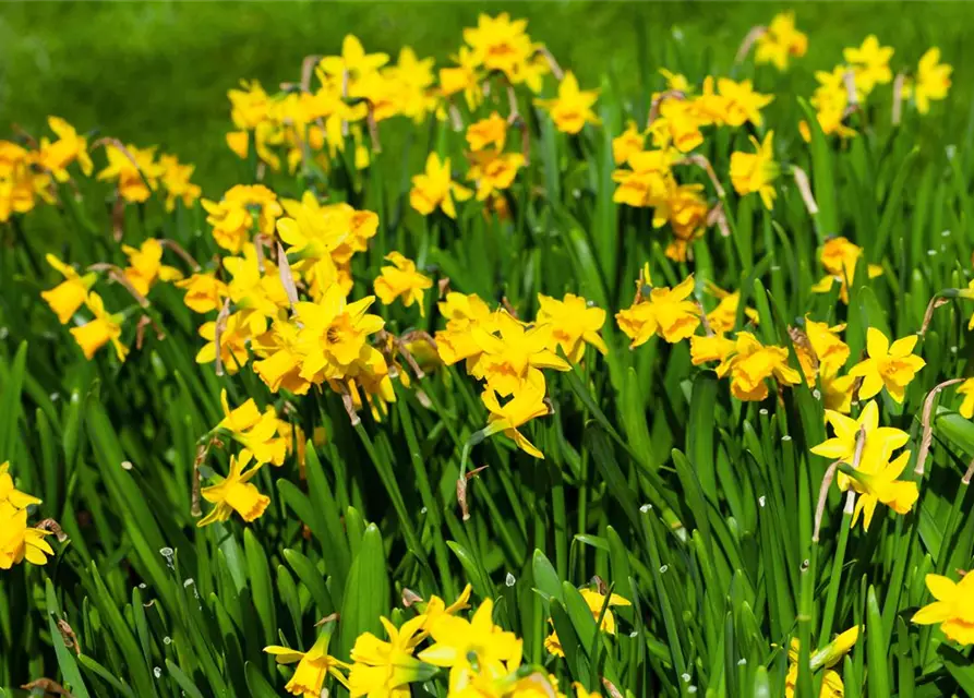 Narcissus cyclamineus 'Tête à Tête'