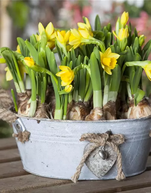 Narcissus cyclamineus 'Tête à Tête'