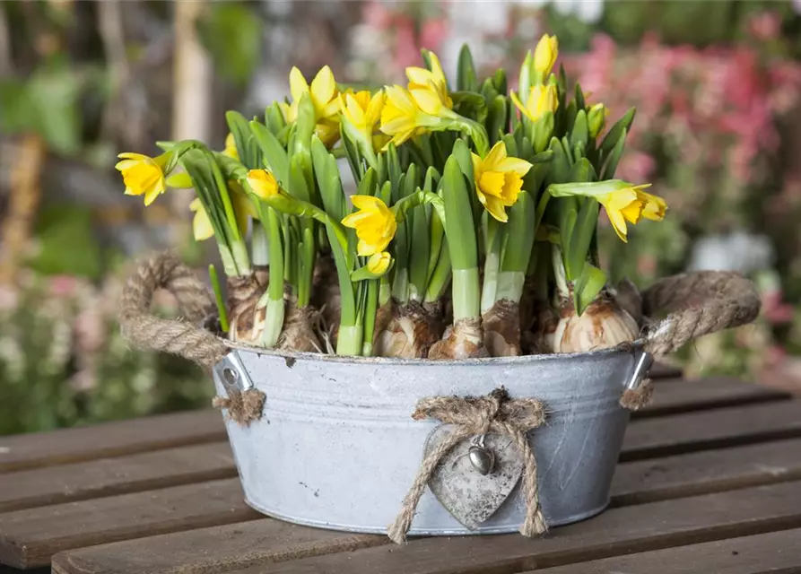 Narcissus cyclamineus 'Tête à Tête'