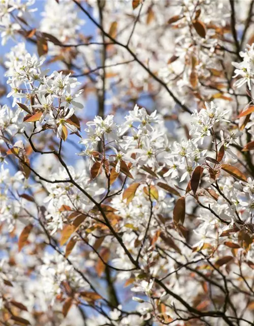 Zweige Amelanchier