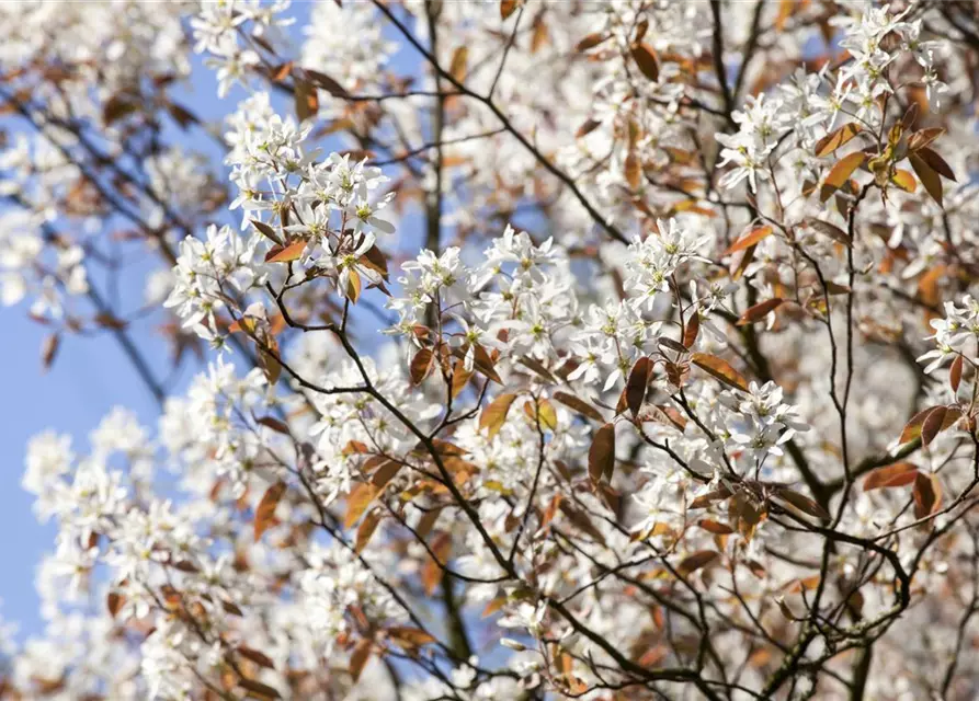 Zweige Amelanchier