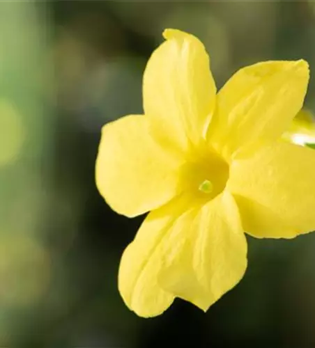 Jasminum nudiflorum