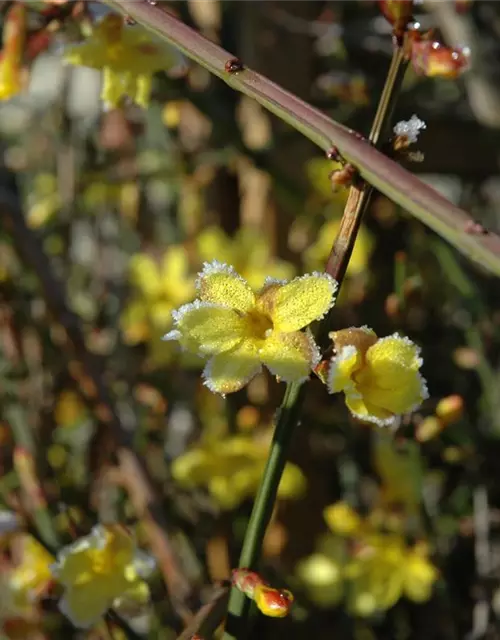 Jasminum nudiflorum