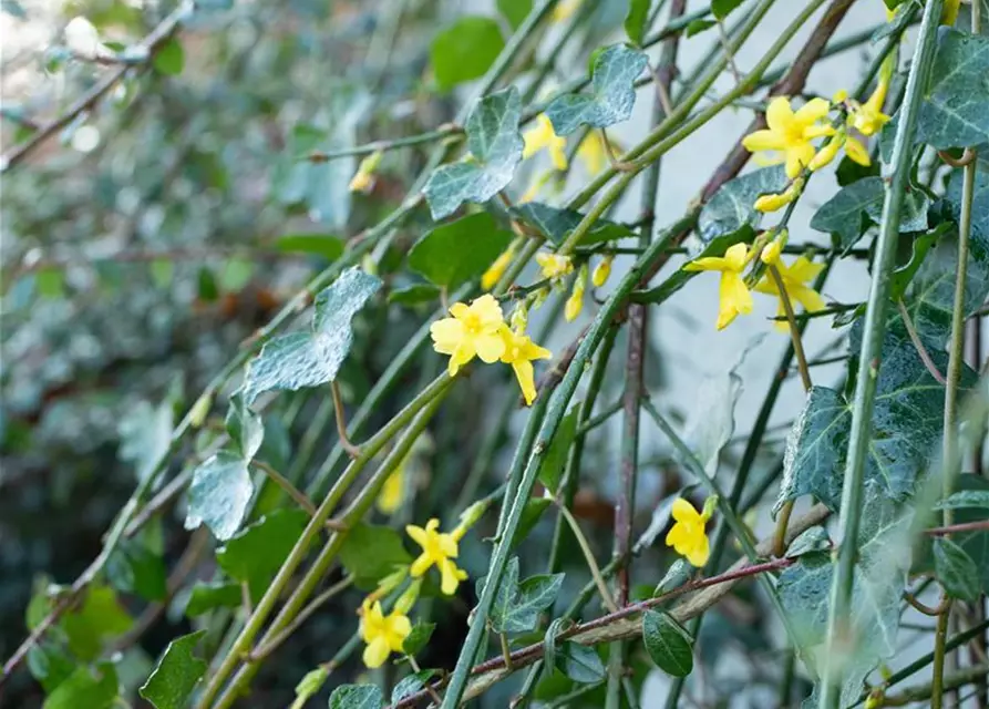 Jasminum nudiflorum