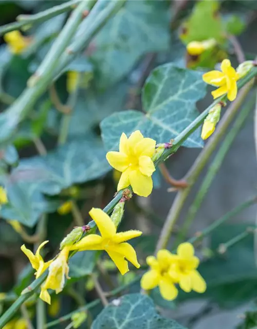 Jasminum nudiflorum