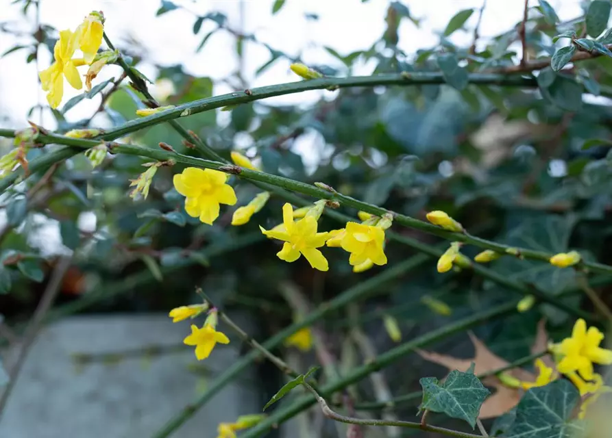 Jasminum nudiflorum