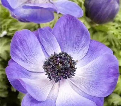 Anemone coronaria