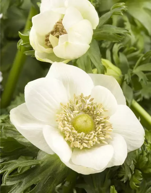 Anemone coronaria