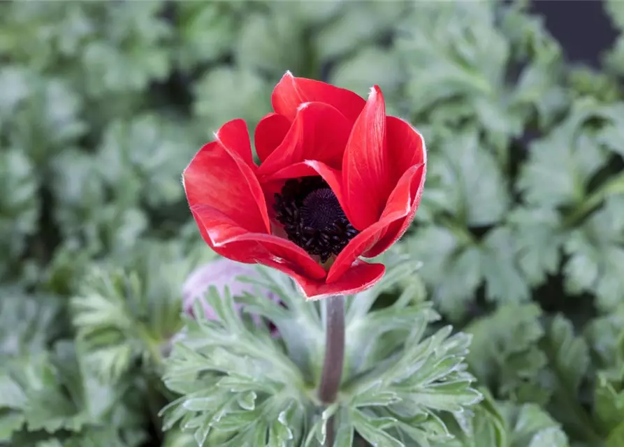 Anemone coronaria