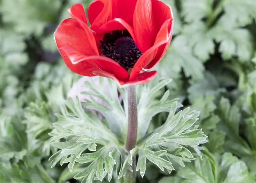 Anemone coronaria