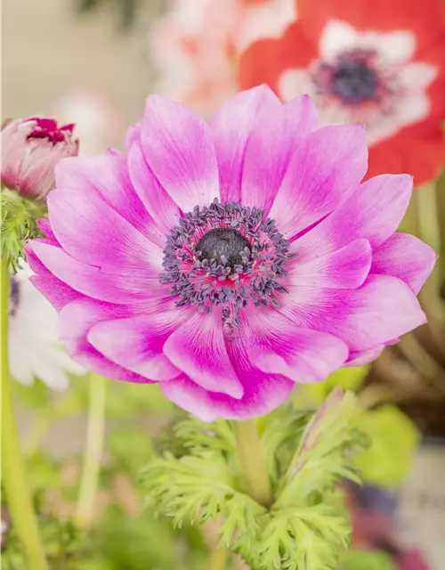 Anemone coronaria