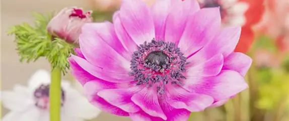 Grüße vom Frühling im Blumengarten – da geht das Herz auf!