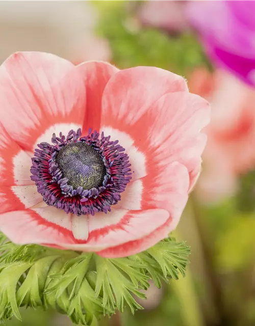 Anemone coronaria