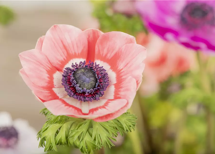 Anemone coronaria