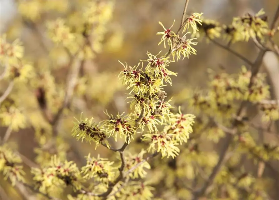 Hamamelis x intermedia