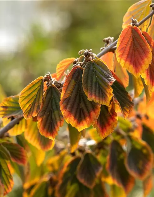 Hamamelis x intermedia