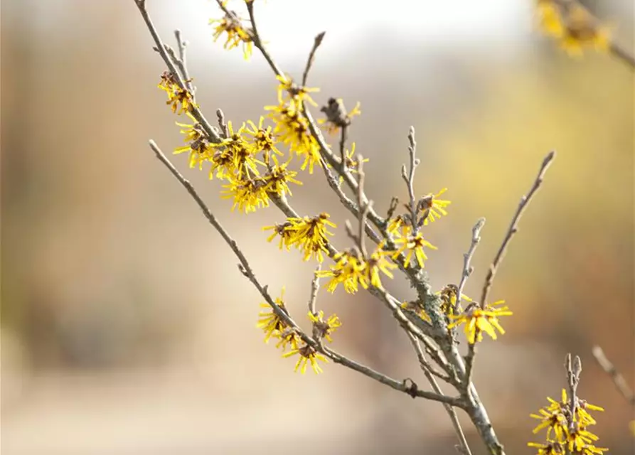 Hamamelis x intermedia