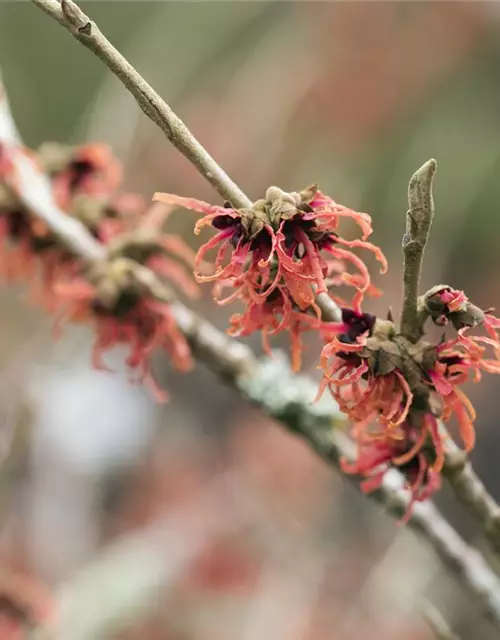 Hamamelis x intermedia