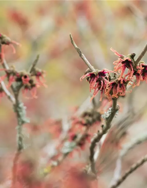 Hamamelis x intermedia