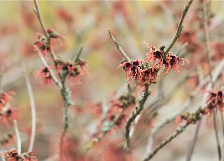 Hamamelis x intermedia