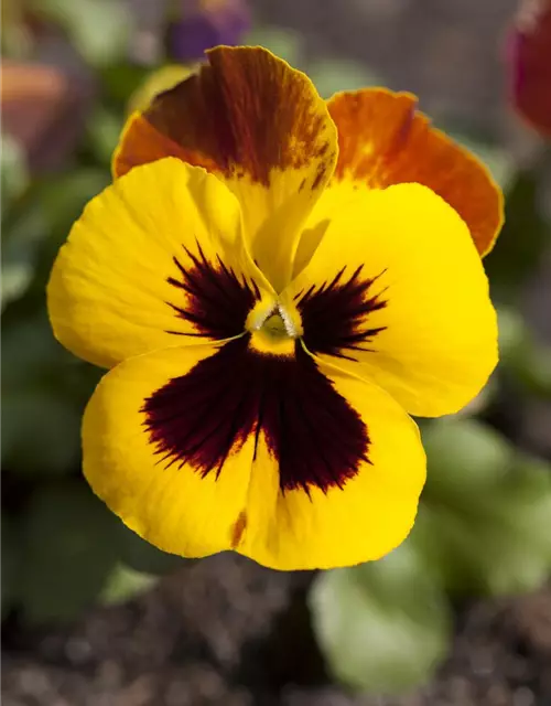 Viola x wittrockiana