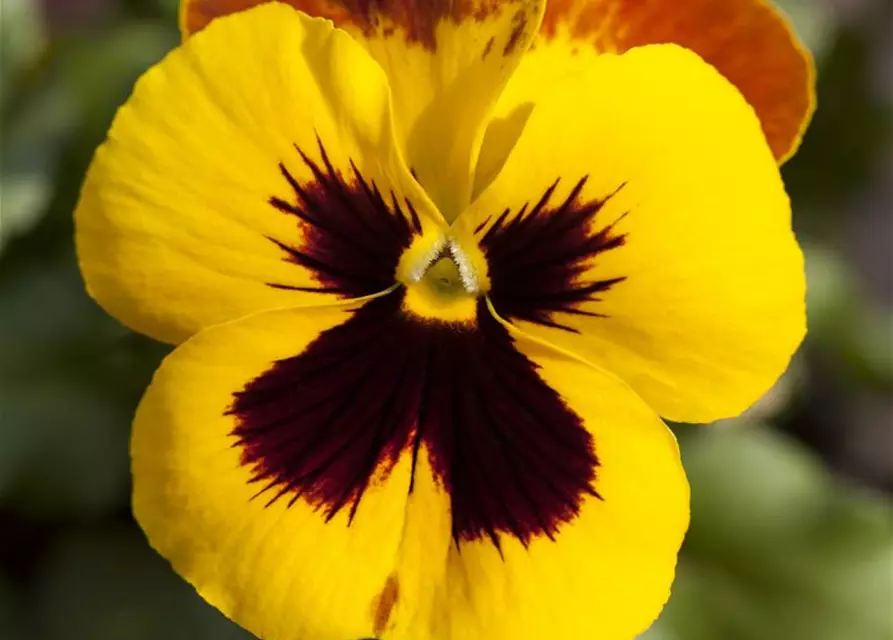 Viola x wittrockiana