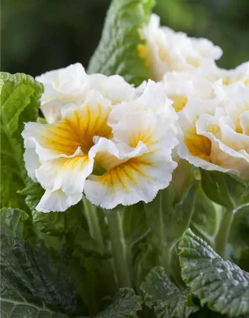 Primula vulgaris, gefüllt