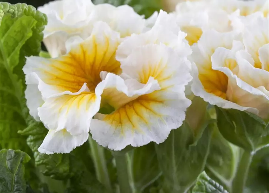 Primula vulgaris, gefüllt