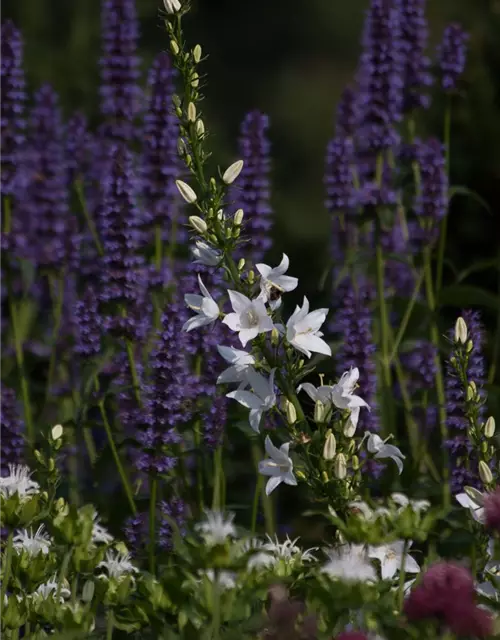 Campanula pyramidalis 'Alba'