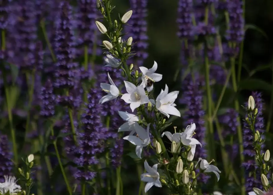 Campanula pyramidalis 'Alba'