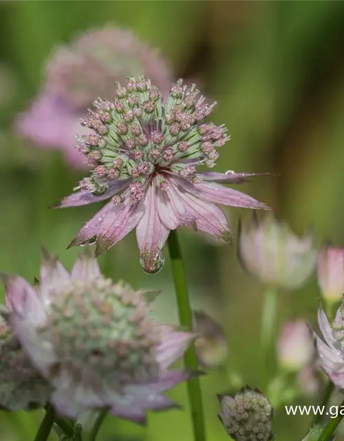 Astrantia major 'Florence' -R-