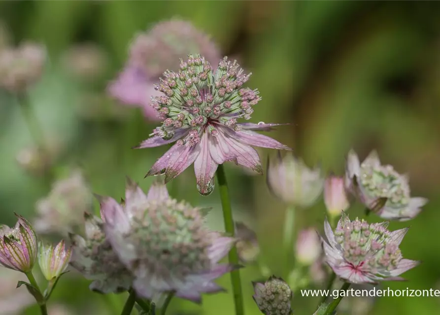 Astrantia major 'Florence' -R-