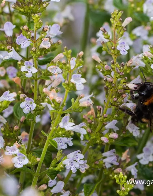 Calamintha nepeta 'Triumphator'