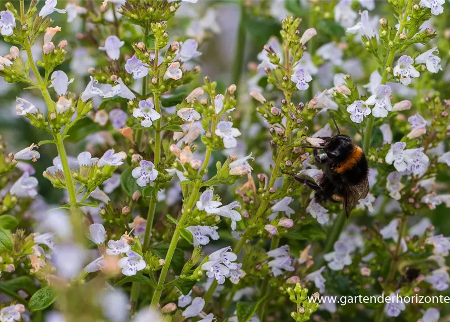 Calamintha nepeta 'Triumphator'