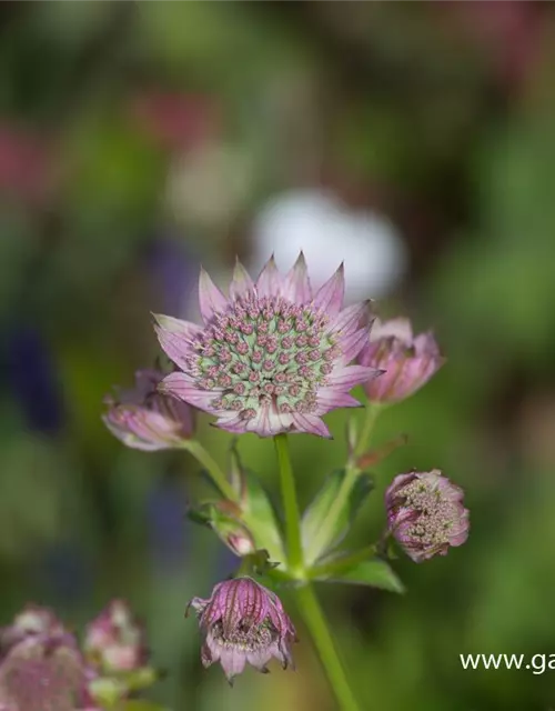 Astrantia major 'Florence' -R-