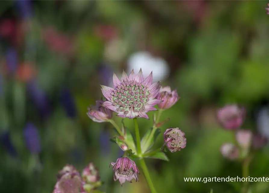 Astrantia major 'Florence' -R-