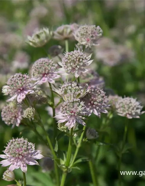 Astrantia major 'Florence' -R-