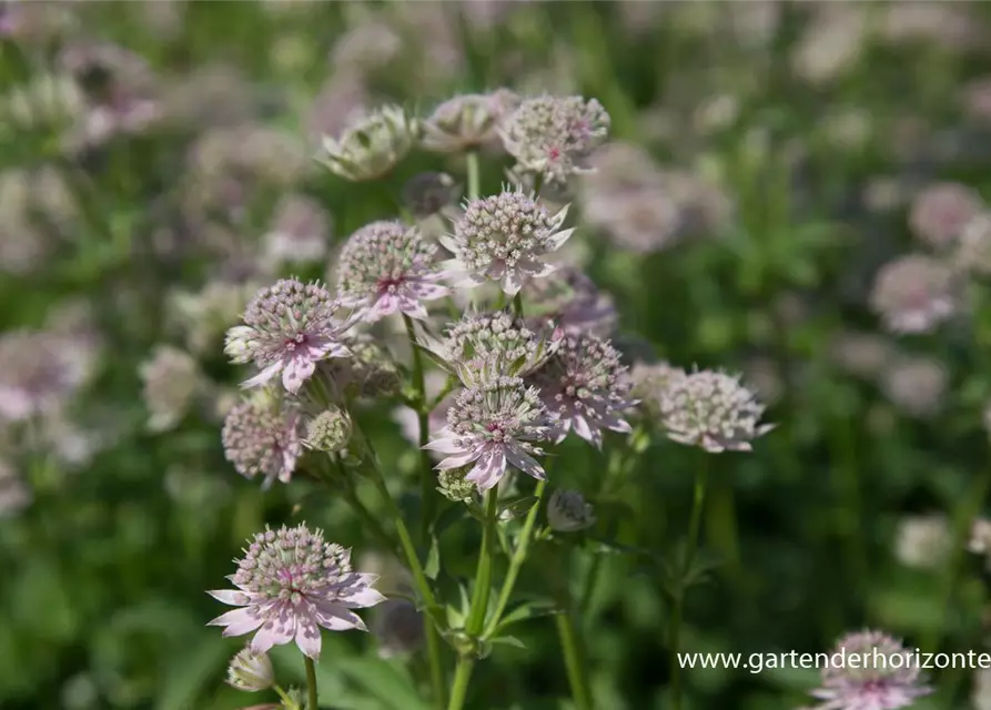 Astrantia major 'Florence' -R-