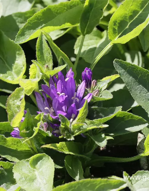 Campanula glomerata 'Acaulis'