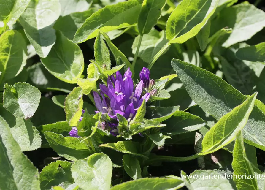 Campanula glomerata 'Acaulis'