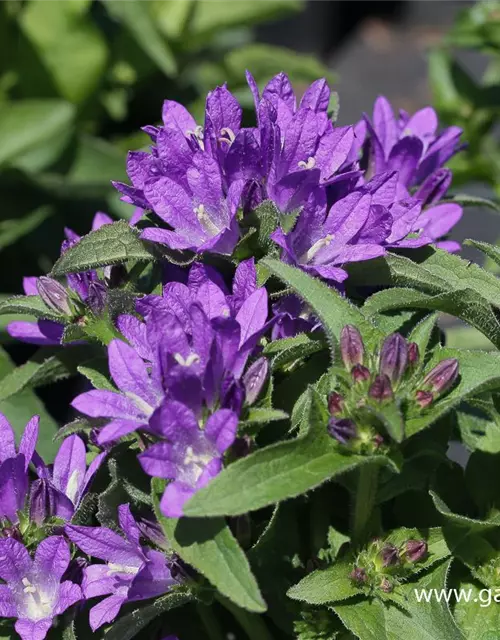 Campanula glomerata 'Acaulis'