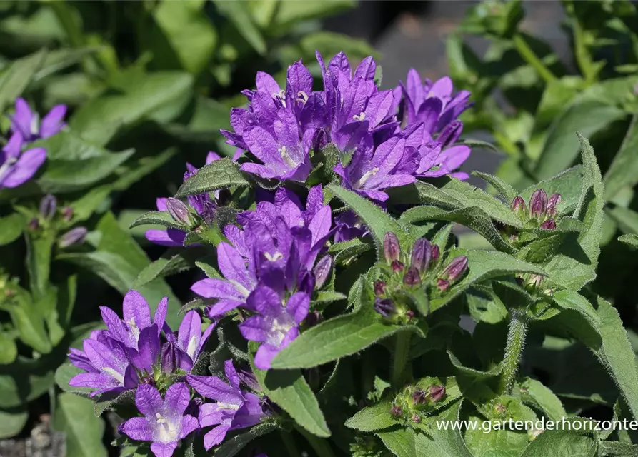 Campanula glomerata 'Acaulis'