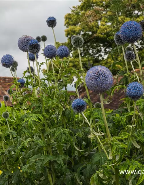 Banater Kugeldistel